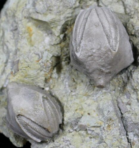 Blastoid (Pentremites) Fossils - Illinois #25408